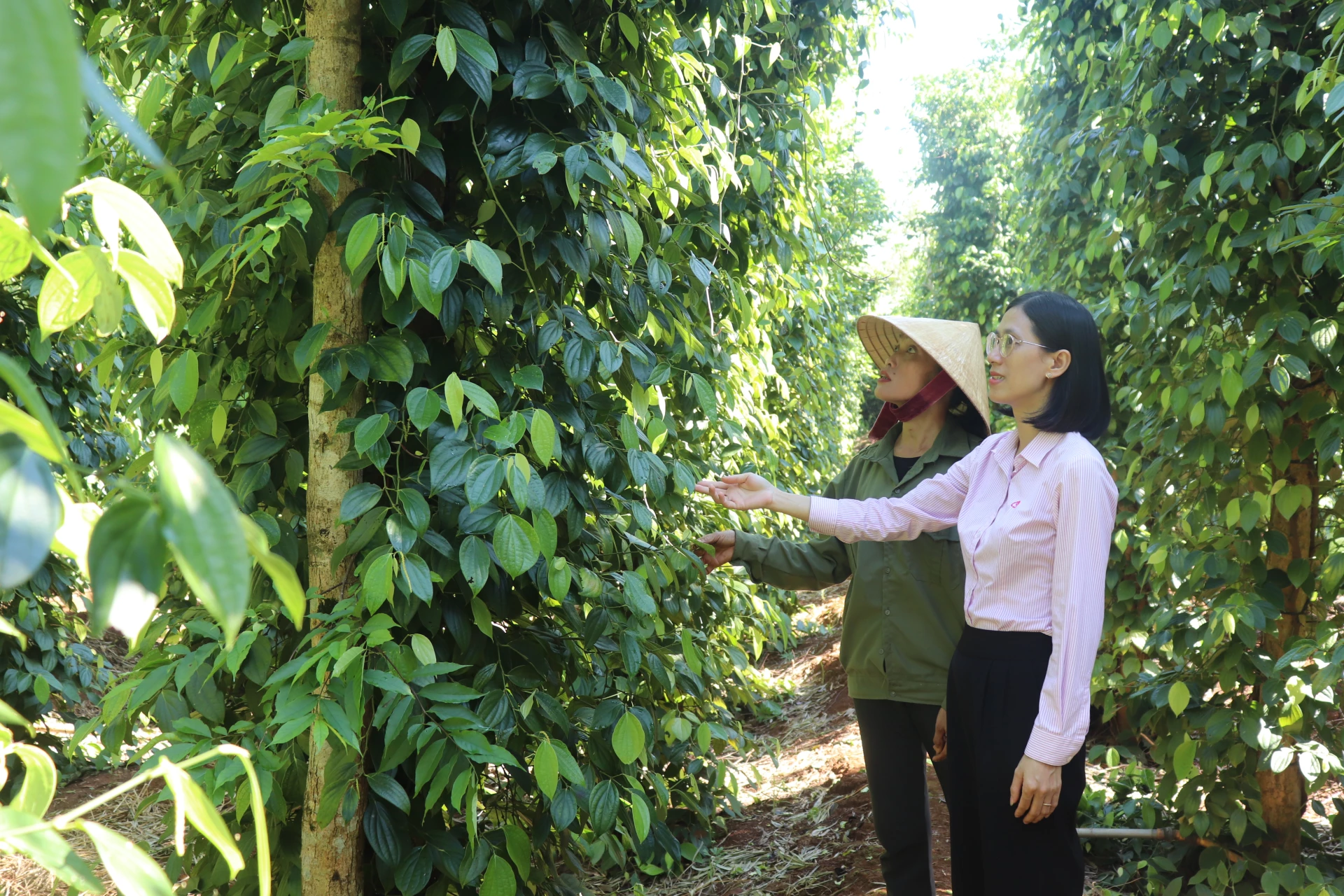 Mô hình trồng tiêu của chị Nguyện được mở rộng nhờ nguồn vốn ưu đãi từ chương trình tín dụng dành cho hộ mới thoát nghèo - Ảnh: T.P
