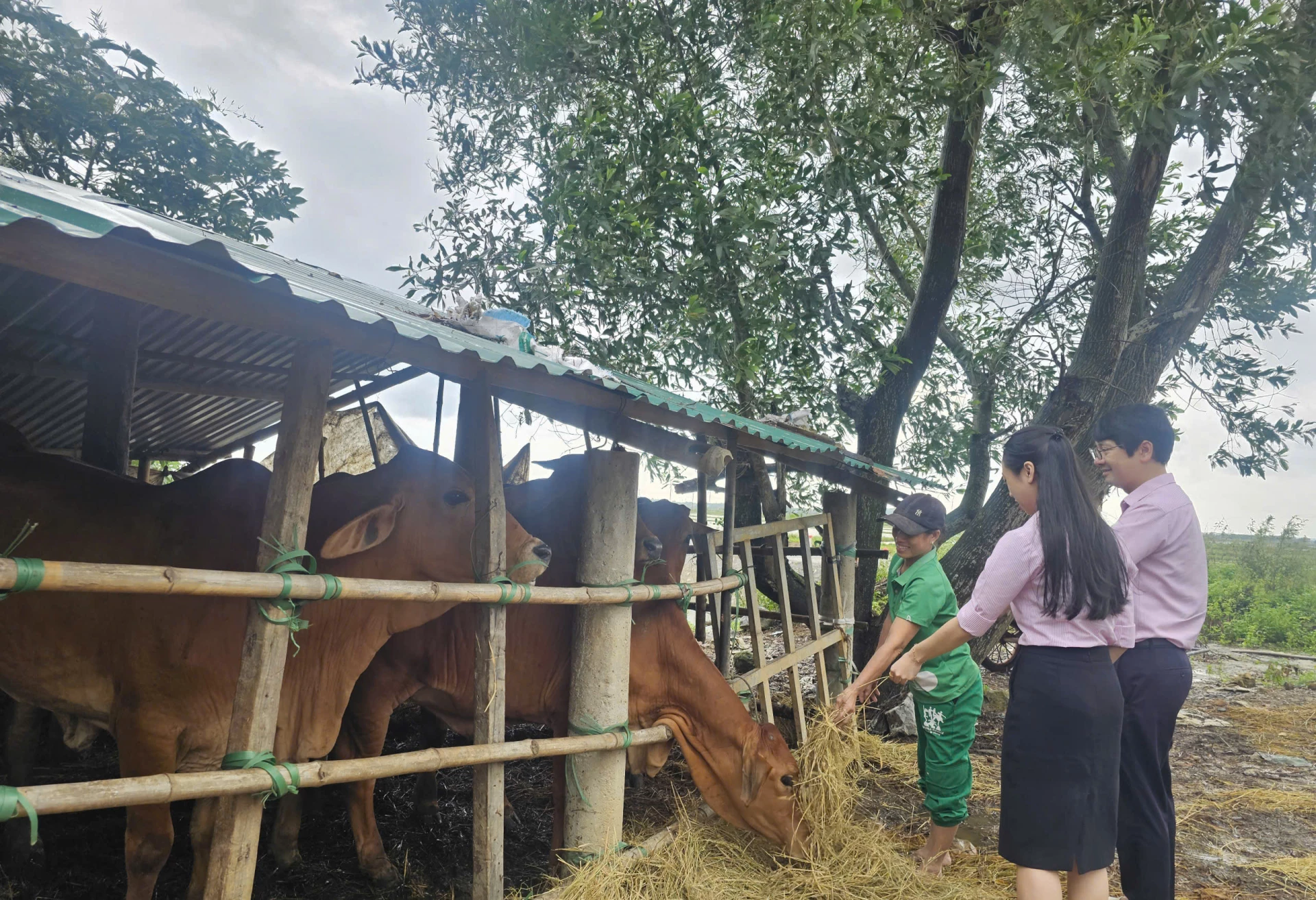 Nhờ nguồn vốn tín dụng, bà Lợi có điều kiện để mở rộng chăn nuôi, phát triển kinh tế gia đình - Ảnh: N.P