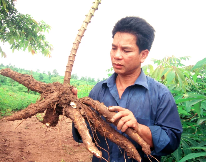 Tay trắng thành triệu phú sắn vùng biên