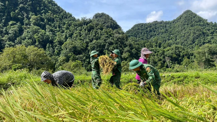 Đồn Biên phòng Cà Xèng hỗ trợ đồng bào Rục thu hoạch lúa