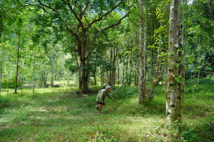 Lão nông yêu rừng
