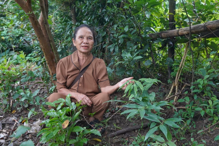 Kho thuốc nam của người Rục