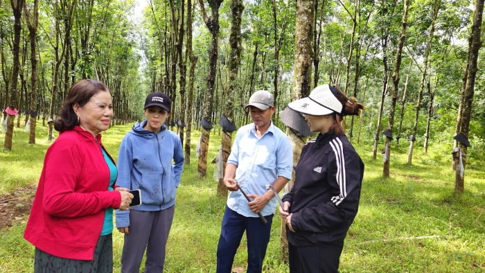 Hiệu quả vượt trội từ mô hình giao khoán vườn cao su