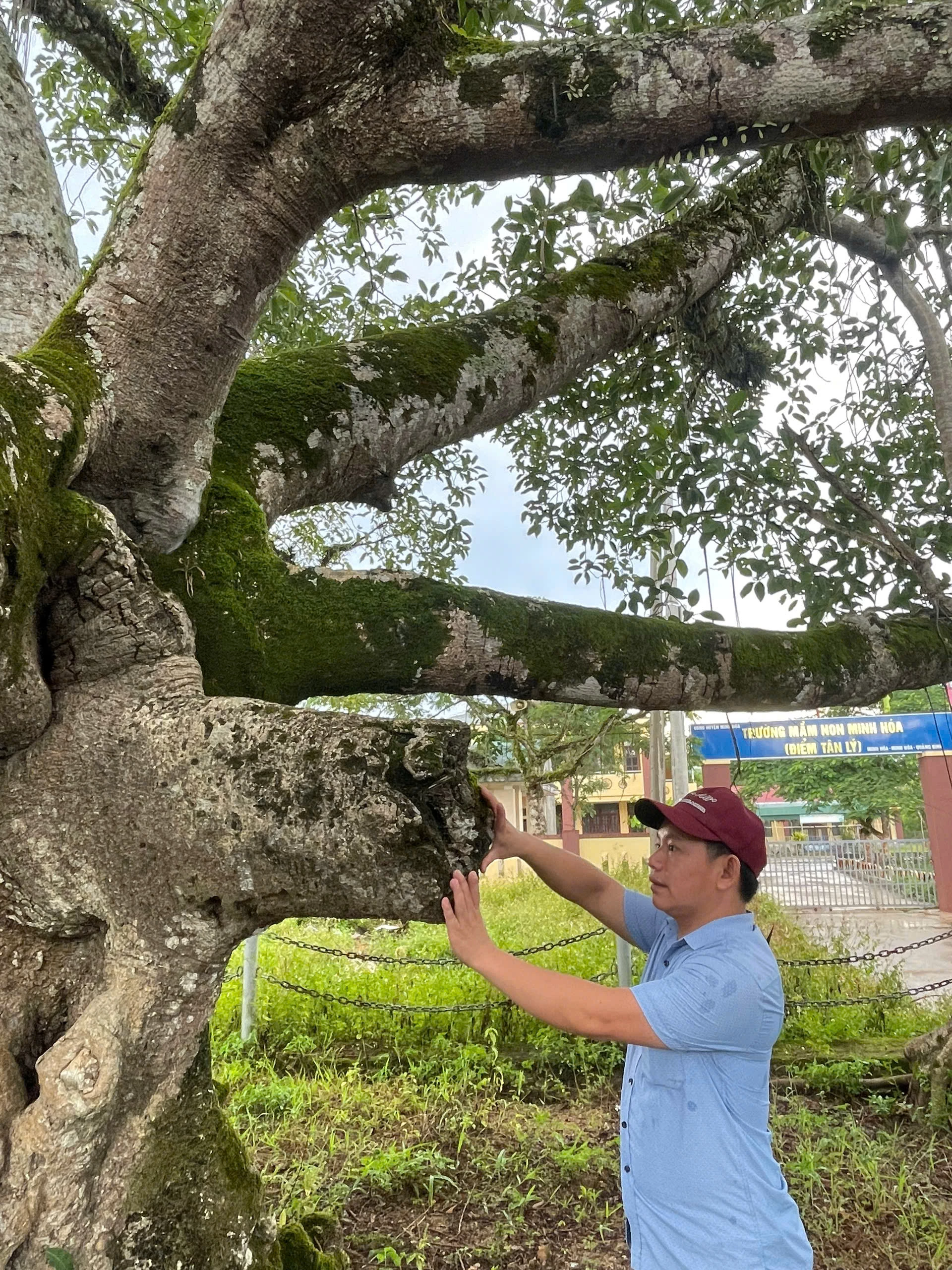 Một nhánh cây đa bị gãy do bom đạn chiến tranh - Ảnh: X.V