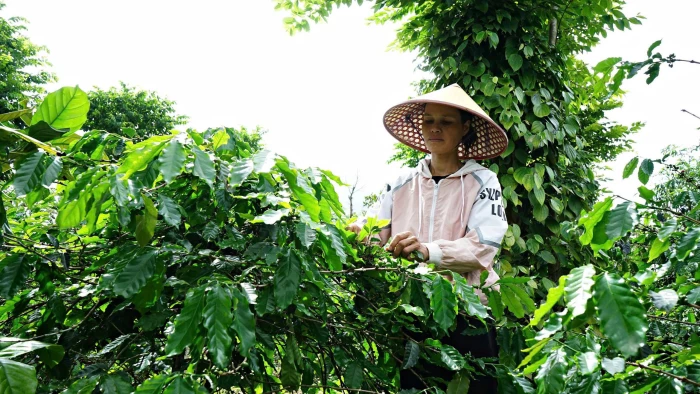 Kỳ vọng tạo tín chỉ carbon từ trồng cà phê nông lâm kết hợp