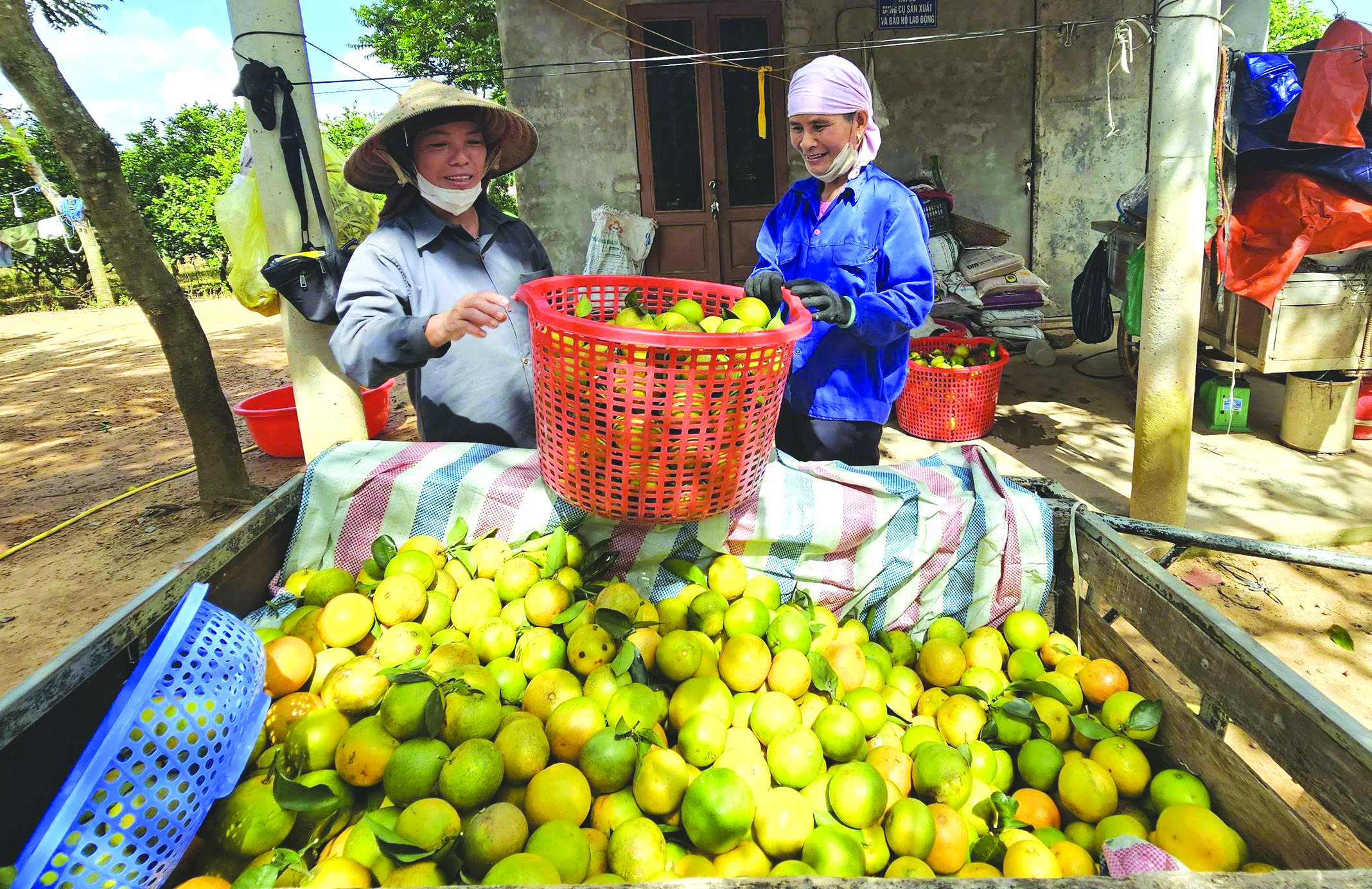 Cam của ông Mai được trồng theo hướng hữu cơ nên được thương lái đến tận vườn thu mua -Ảnh: X.V