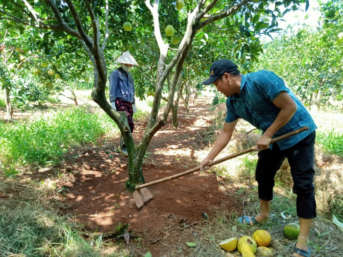 Phòng trừ sâu bệnh hại trên cây ăn quả, cây công nghiệp