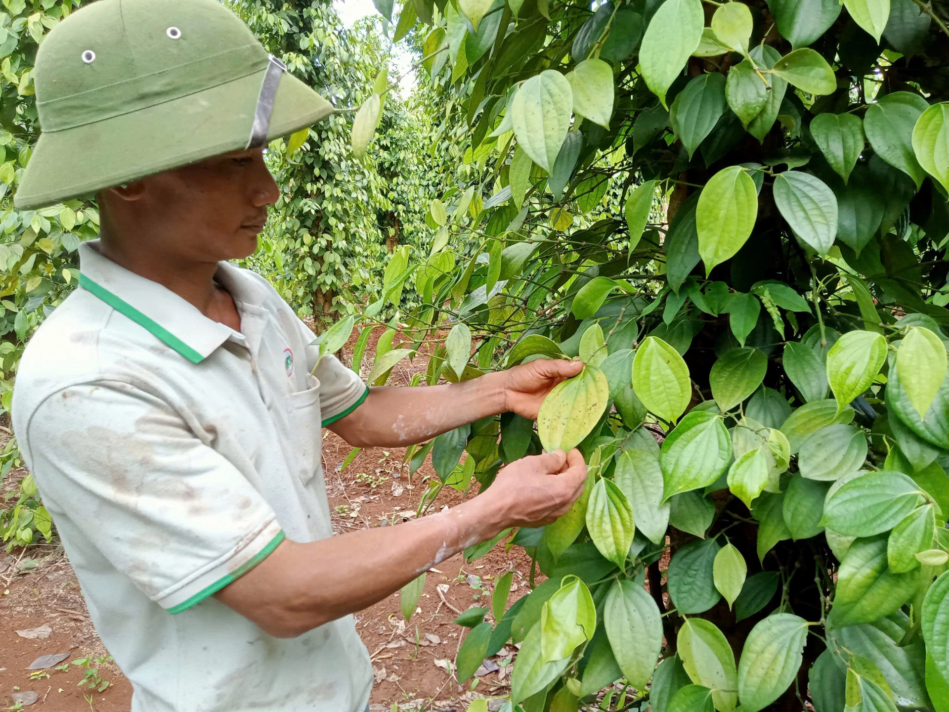 Anh Trần Đình Lai thường xuyên kiểm tra vườn để phát hiện sớm bệnh hại trên cây hồ tiêu - Ảnh: T.H