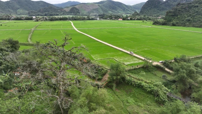 Cây gạo làng tôi