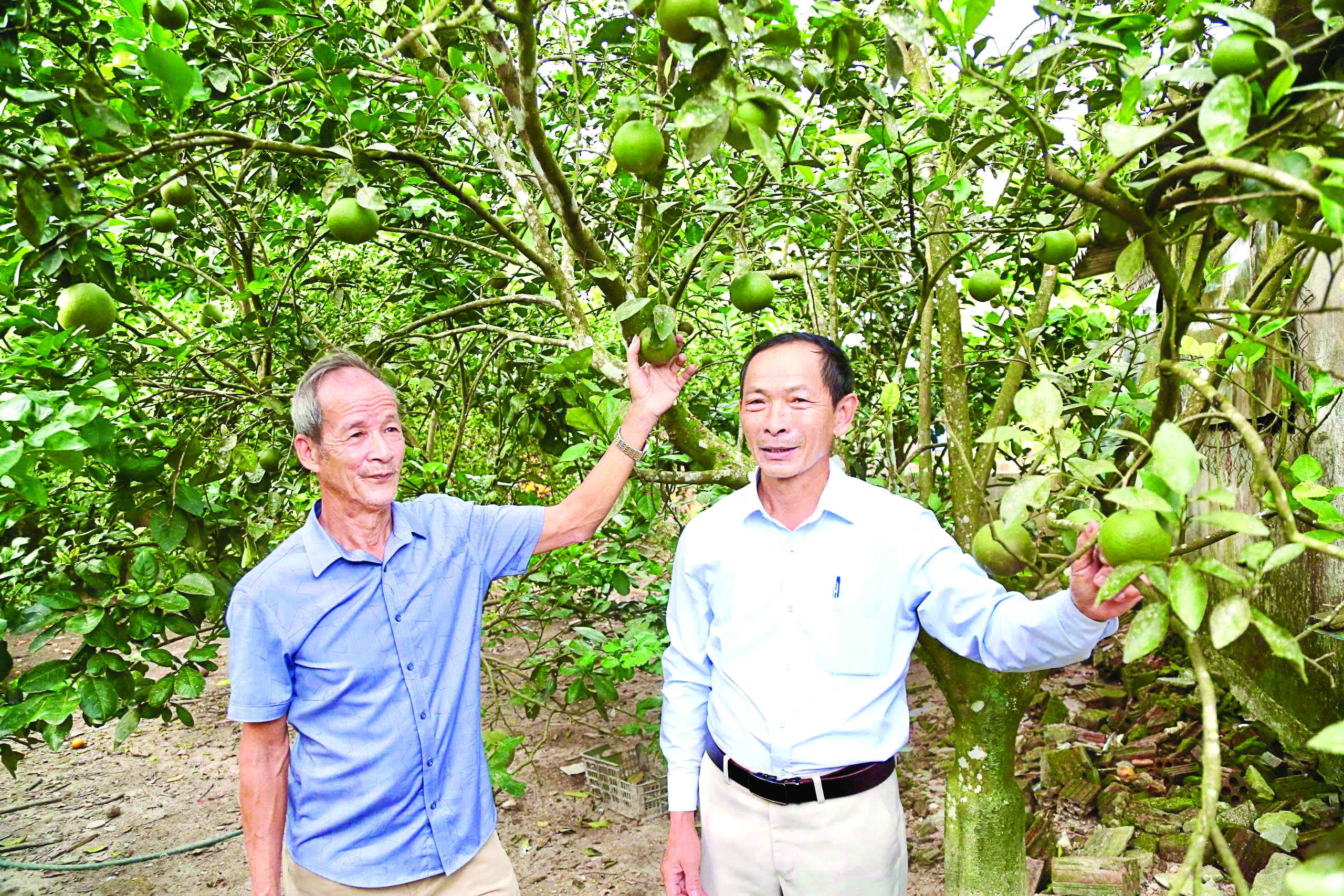 Mô hình vườn mẫu NTM của ông Nguyễn Văn Thi (bên trái) được nhiều người đến tham quan, học hỏi kinh nghiệm - Ảnh: M.Đ