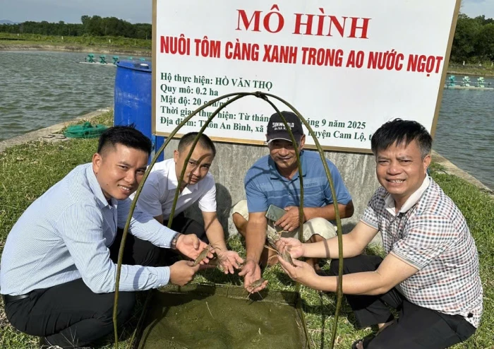 Triển vọng từ mô hình nuôi tôm càng xanh trong ao