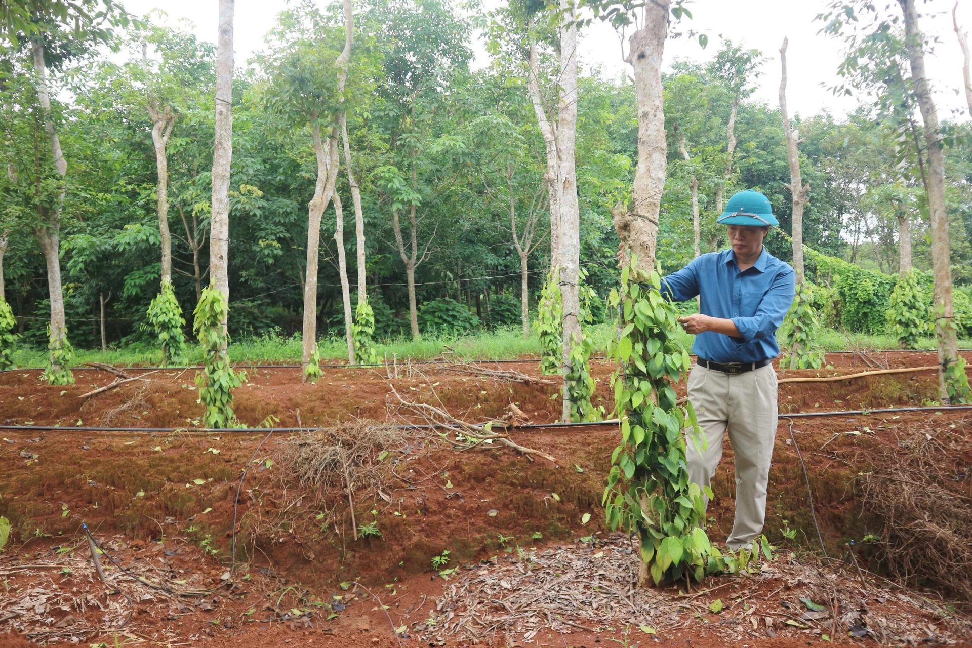 Người dân xã Vĩnh Hoàng trồng mới diện tích cây hồ tiêu- Ảnh. T. HOA