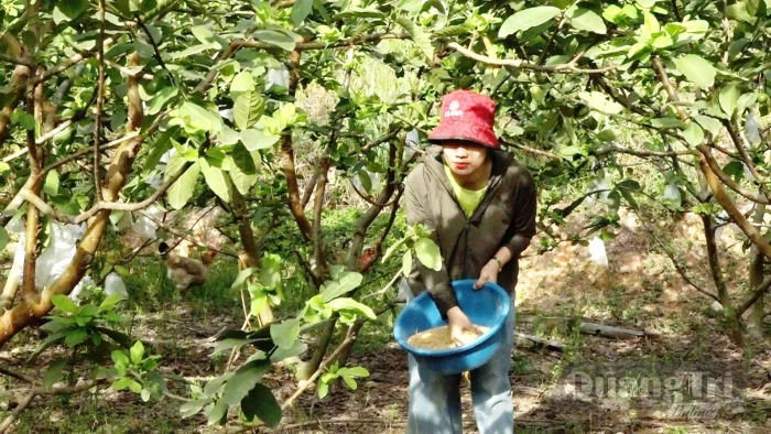 Hiệu quả từ các mô hình khuyến nông