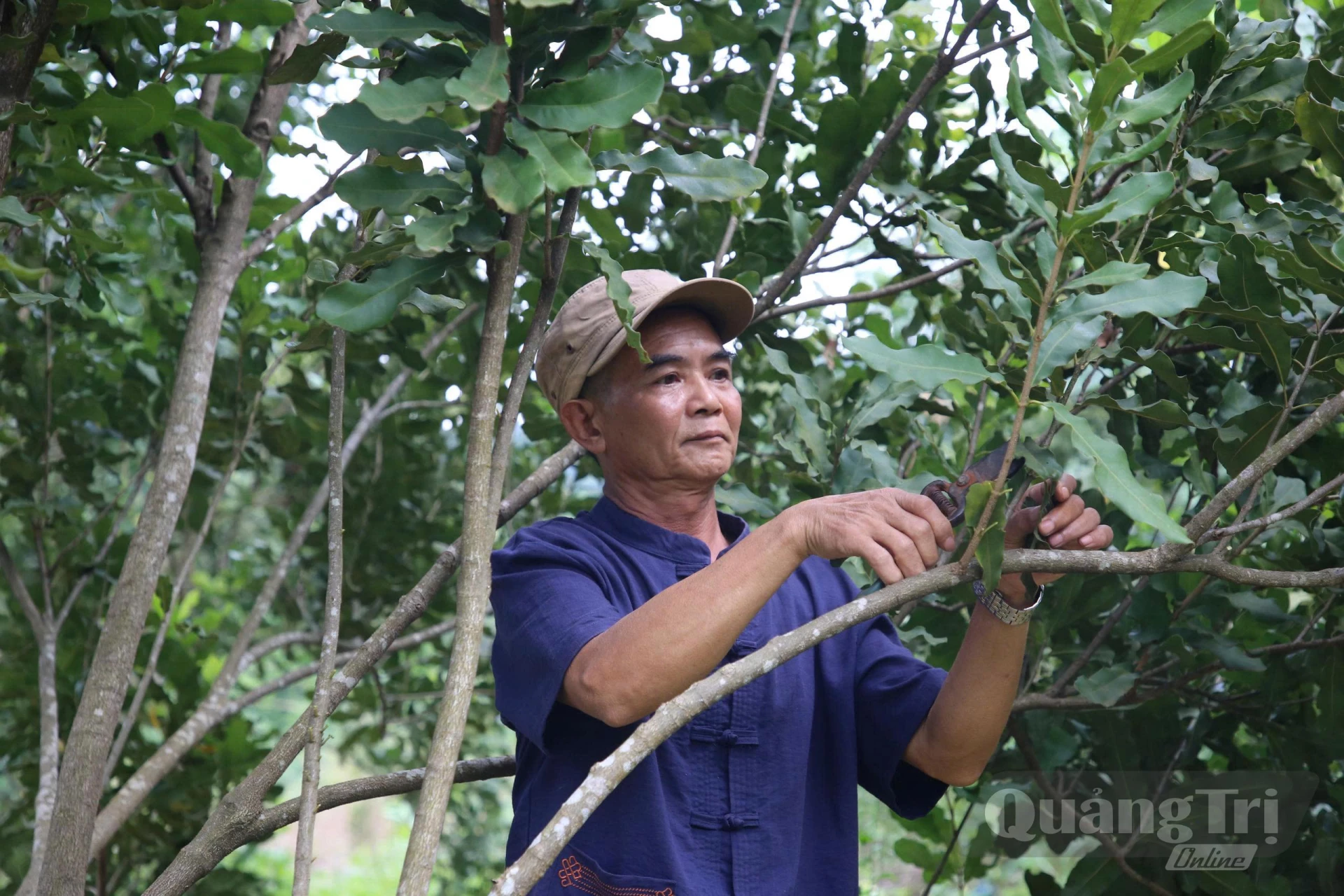Ông Phan Chí Đông, bản Bãi Dinh, xã Dân Hóa, chăm sóc vườn cây mắc ca, loại cây trồng kỳ vọng mở ra hướng phát triển kinh tế hiệu quả-Ảnh: X.P