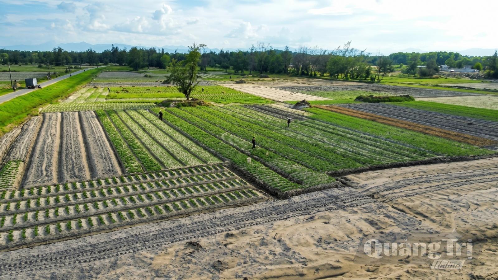 Không khí lao động trên các cánh đồng xã Cam Hồng những ngày đầu vụ khoai lang. - Ảnh: N.M.P