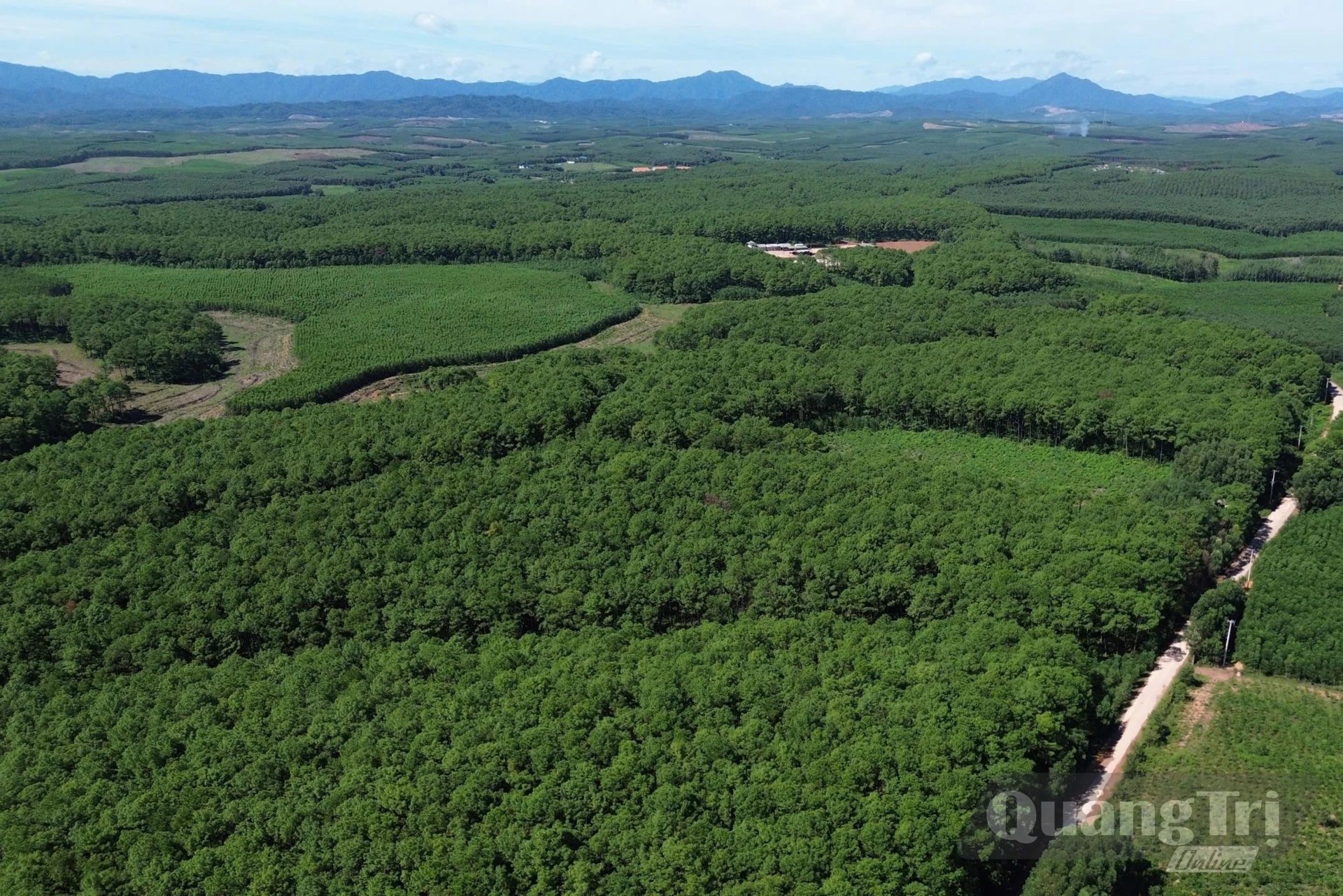 Còn 110,7ha đất lâm nghiệp Công ty TNHH MTV Lâm nghiệp Triệu Hải chưa bàn giao về cho địa phương - Ảnh: B.T