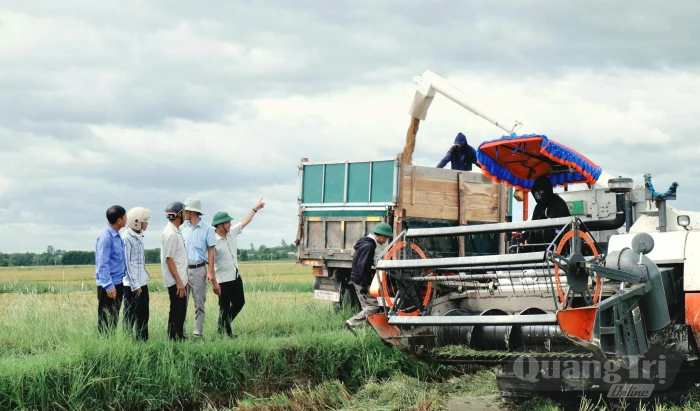 'Đặt hàng' từ đồng ruộng
