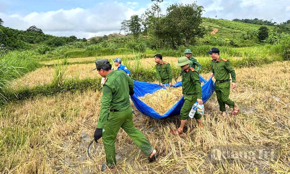 Lực lượng Công an xã giúp dân thu hoạch lúa 