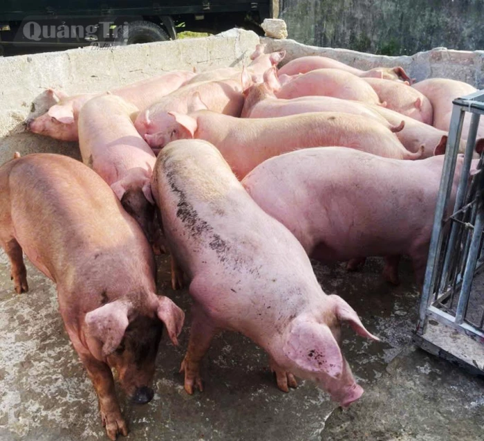 Mô hình chăn nuôi lợn thịt chứng nhận VietGAHP gắn với liên kết tiêu thụ sản phẩm