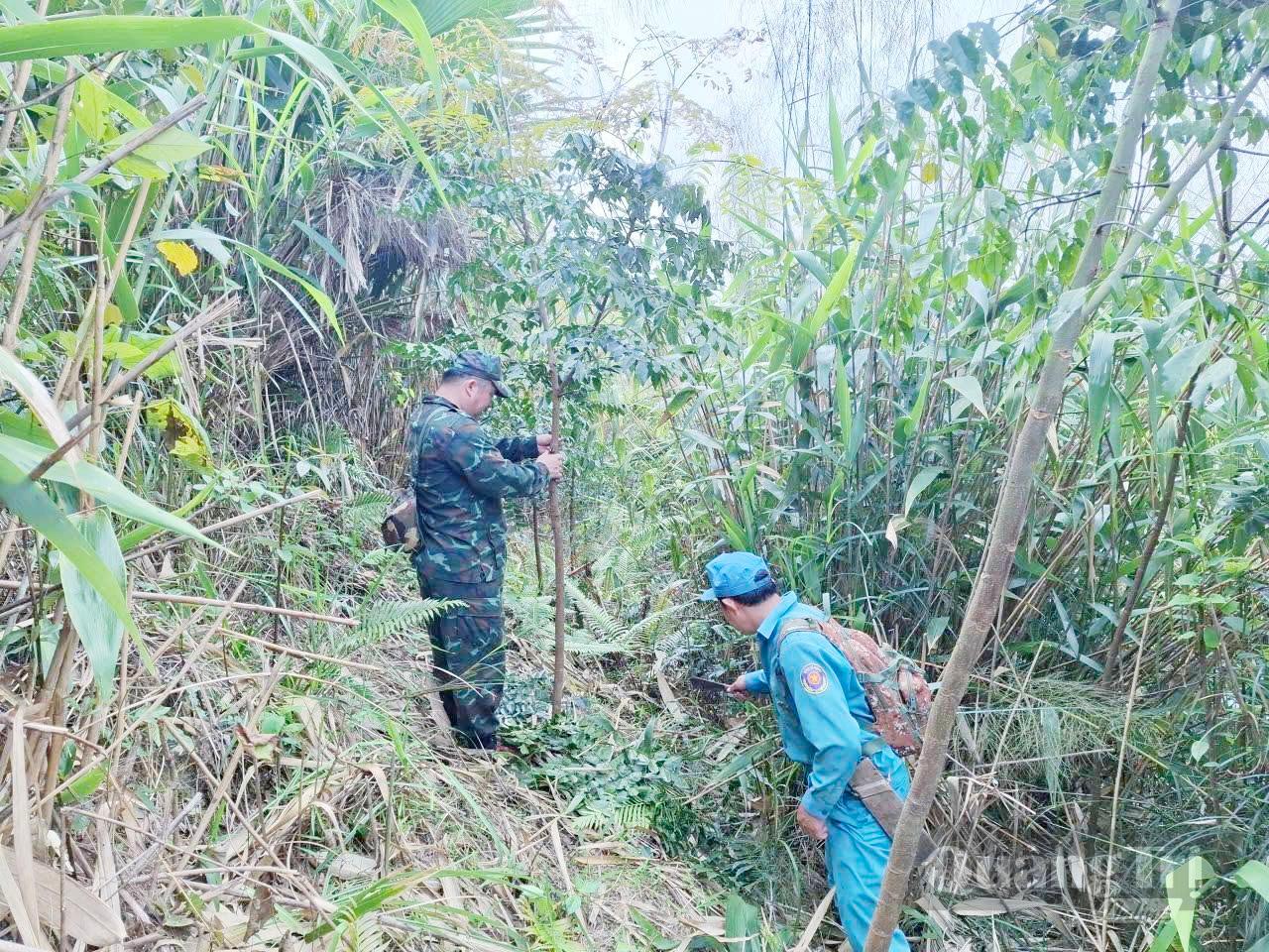 Lực lượng Ban Quản lý rừng phòng hộ sông Gianh chăm sóc rừng cây bản địa trên đỉnh Trường Sơn - Ảnh: X.V