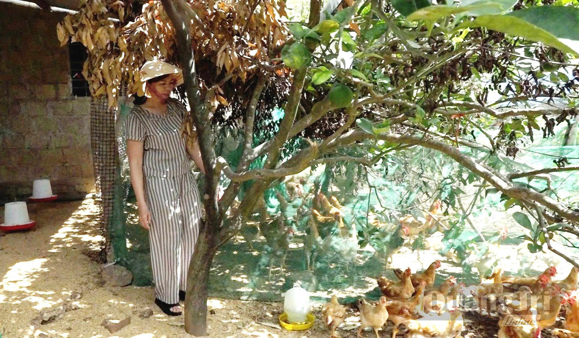 Mô hình nuôi gà dưới tán cây ăn quả ở xã Hải Lăng bước đầu mang lại hiệu quả kinh tế cho các hộ nuôi- Ảnh: V.A