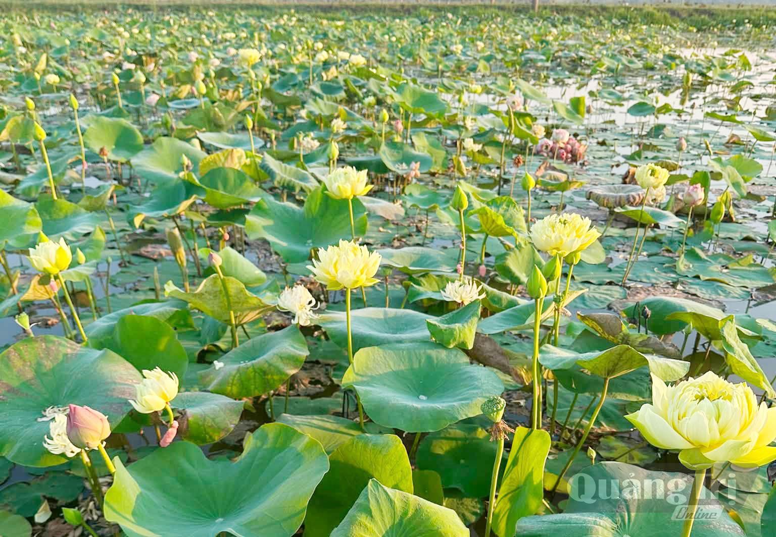 Anh Phan Thanh Sơn khởi nghiệp từ những ao sen quê nhà - Ảnh: X.V