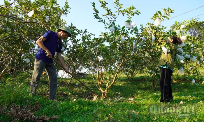 Đẩy mạnh tái cơ cấu nông nghiệp