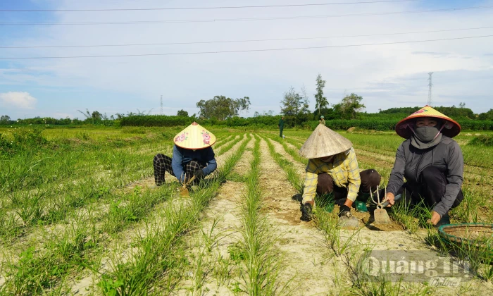 Háo hức vào vụ kiệu Tết