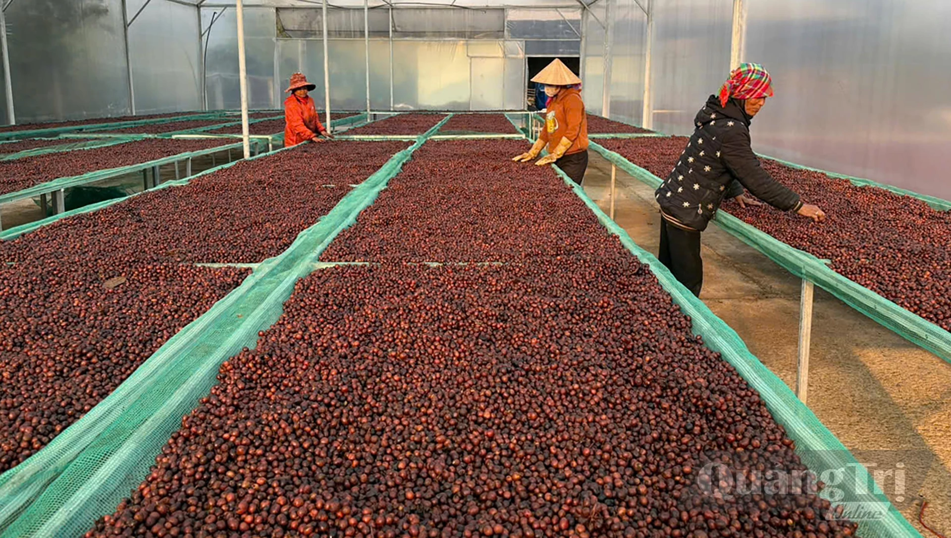 Cà phê sau thu hoạch tại Hợp tác xãNông sản Khe Sanh, nơi phụ phẩm từ quá trình sản xuất được tận dụng để giảm chi phí và hướng đến sản xuất xanh - Ảnh: N.M