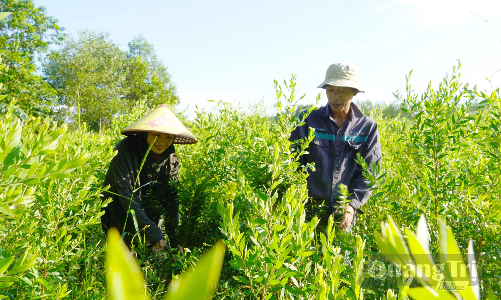 Vợ chồng anh Nguyễn Tiến Thùy chăm sóc vườn tràm gân sắp được thu hoạch - Ảnh: H.Tr