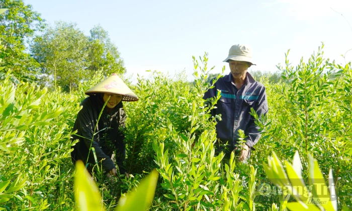 Rừng trong phố