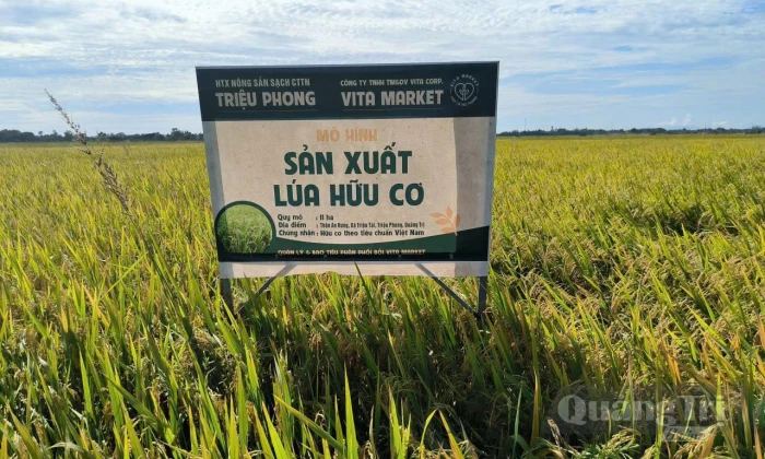 Đất 'trẻ lại', hạt gạo vươn xa