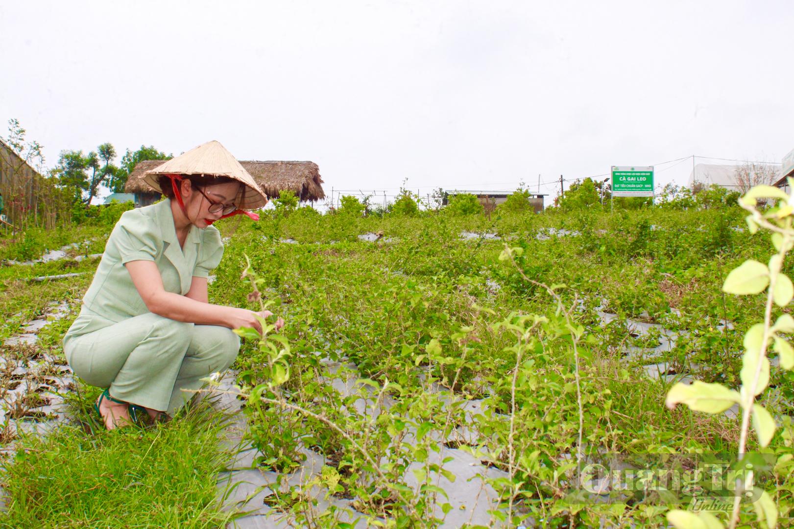 Chị Trần Lê Quỳnh Diễm trực tiếp kiểm tra vùng nguyên liệu cà gai leo trước khi thu hoạch chế biến sâu-Ảnh: L.T