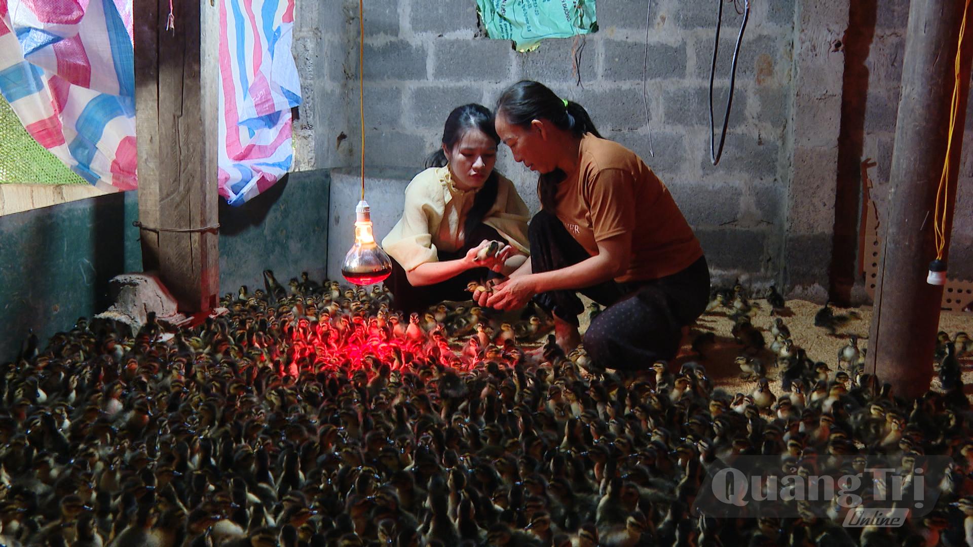 Hỗ trợ con giống vịt trời 1 ngày tuổi cho hộ bà Nguyễn Thị Sáu, thôn 4, xã Lệ Ninh - Ảnh: Đ.H
