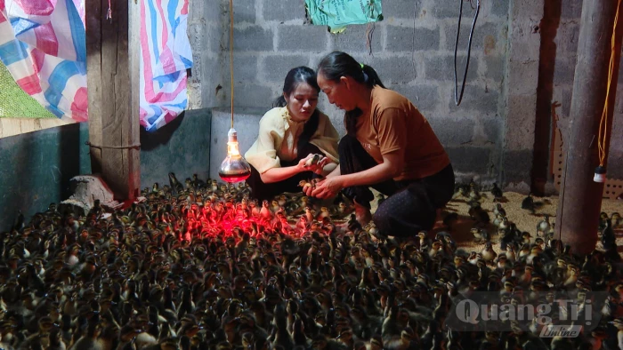 Thêm sinh kế từ mô hình nuôi vịt trời