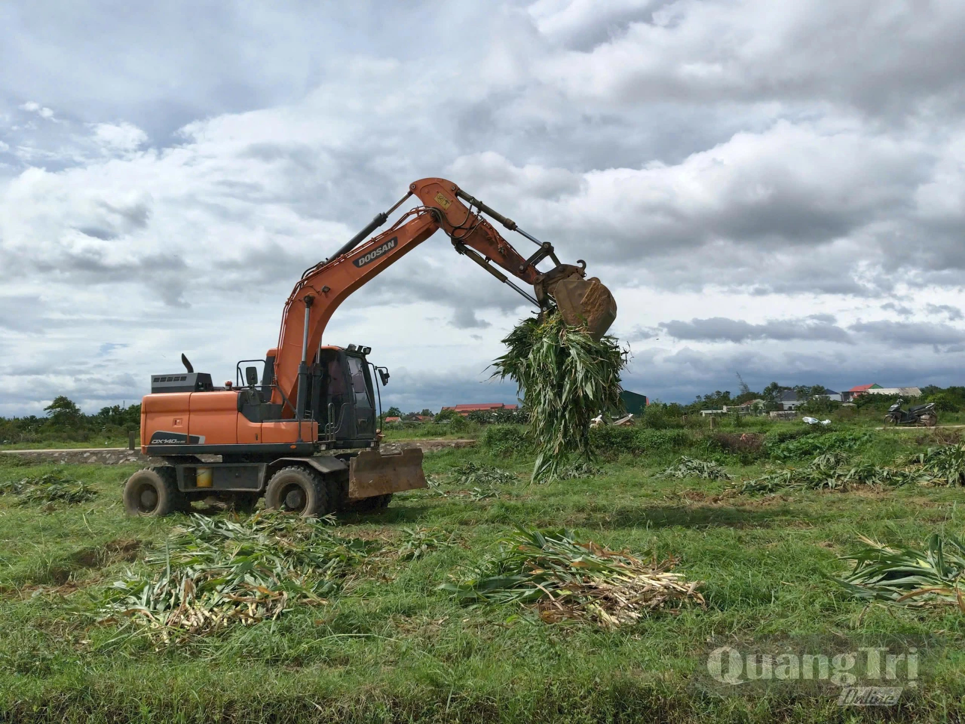 Cần quy hoạch vùng nguyên liệu thuận lợi cho khai thác, vận chuyển - Ảnh: Đ.H