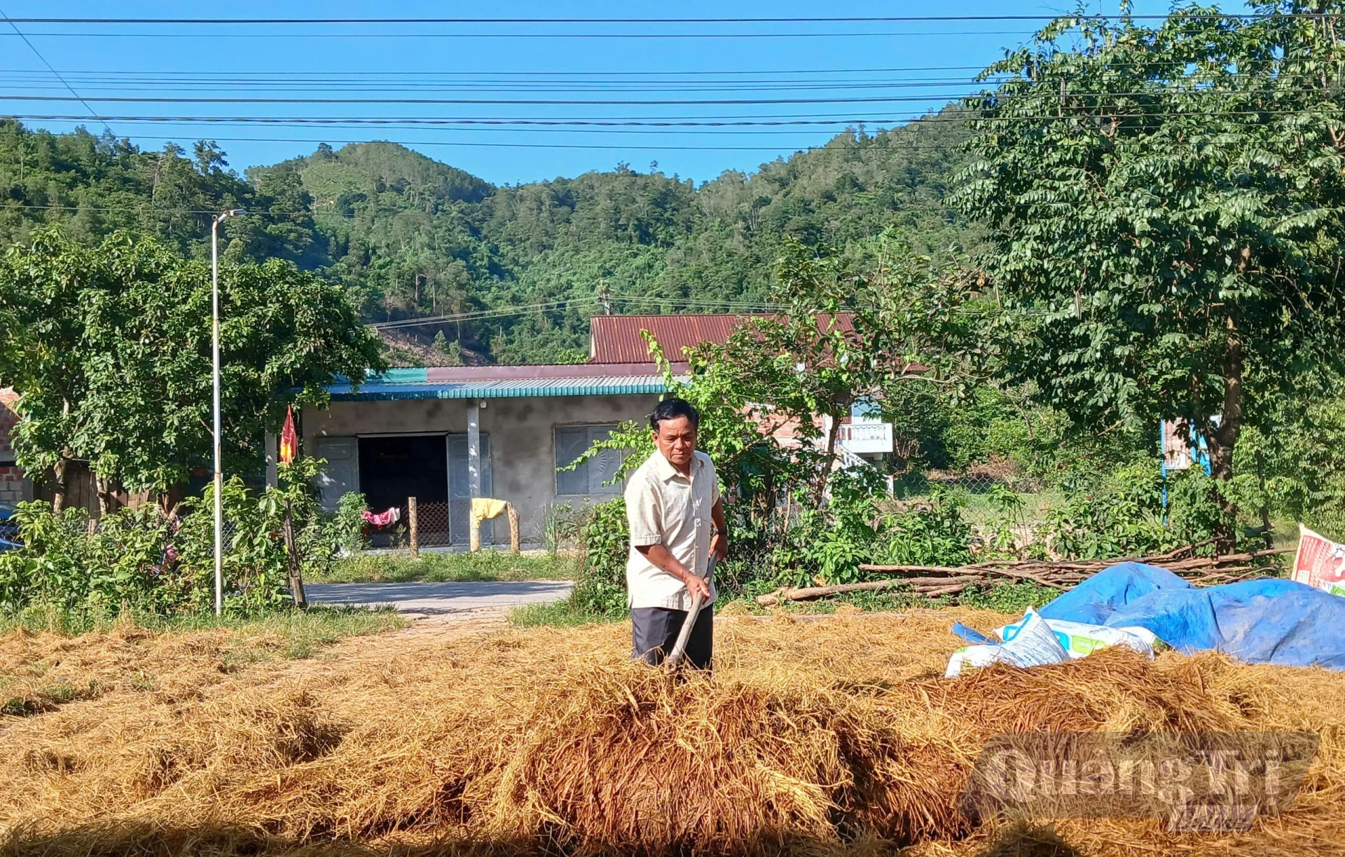 Rơm sau vụ gặt được người dân phơi, dự trữ làm thức ăn cho vật nuôi trong mùa mưa - Ảnh: N.B