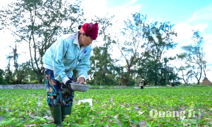 Hướng đi hiệu quả từ cây khoai lang