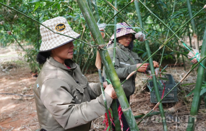 Phát triển OCOP từ lợi thế địa phương