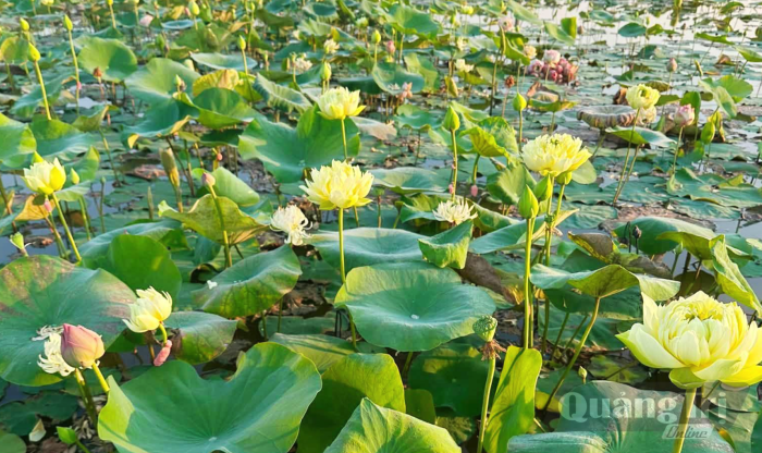 Đưa hoa sen thành sản phẩm công nghệ cao