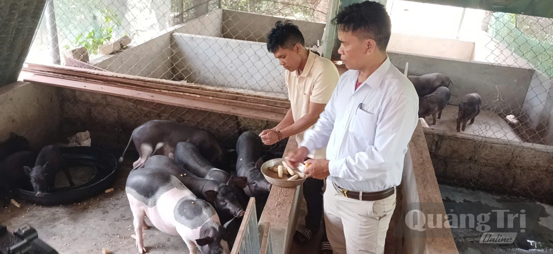 Anh Hồ Văn Nhân tận dụng nguồn thức ăn sẵn có và ứng dụng men vi sinh trong chăn nuôi lợn bản địa - Ảnh: N.B