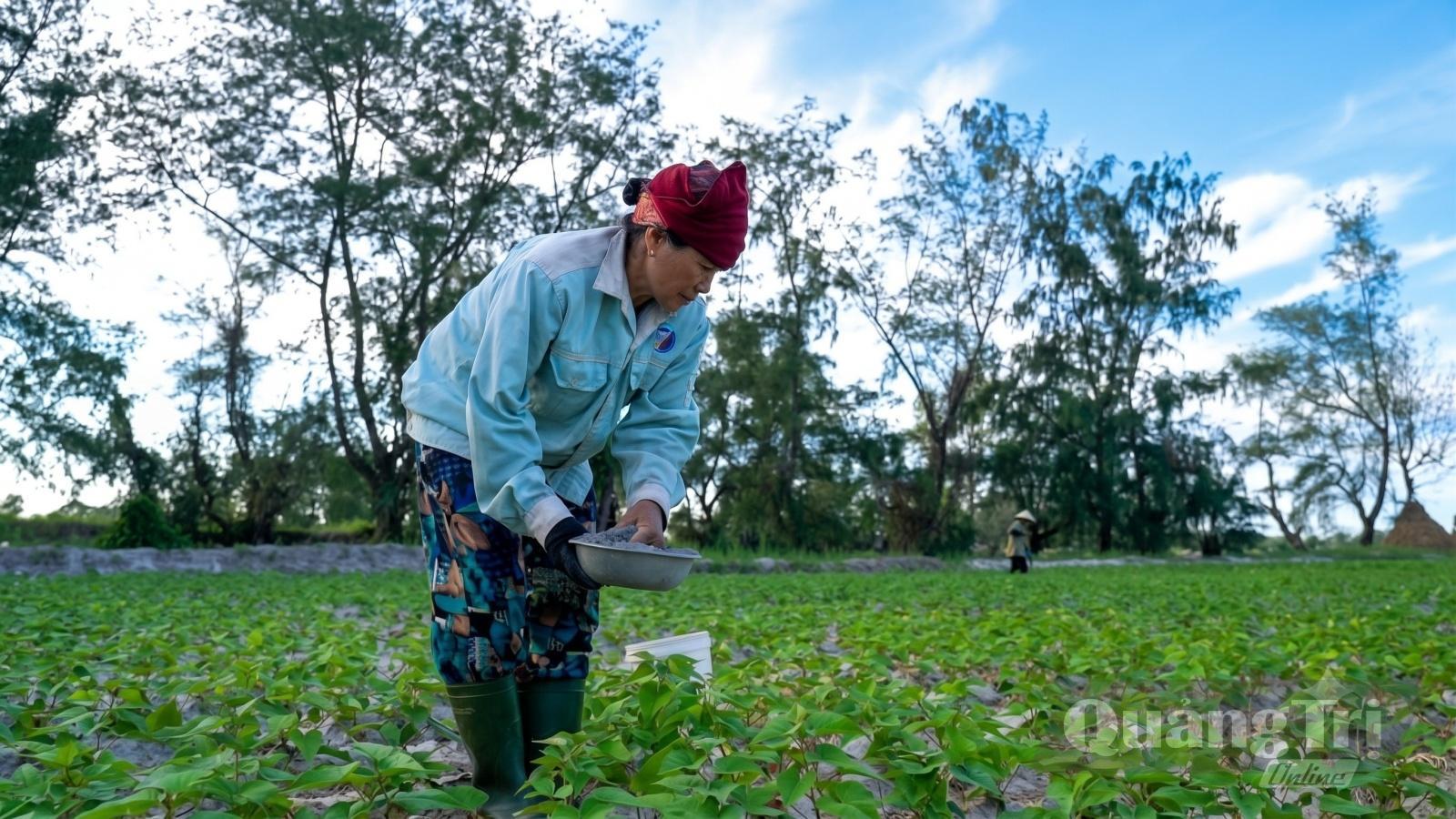 Bà Lê Thị Tiếp (thôn Bà Ngoạt) chăm chút từng luống khoai giống trên chân đất cao để vừa tránh ngập úng, vừa chủ động nguồn giống cho vụ sau. - Ảnh: N.M.P