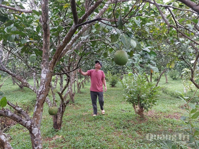 Bền chí lập nghiệp trên quê hương