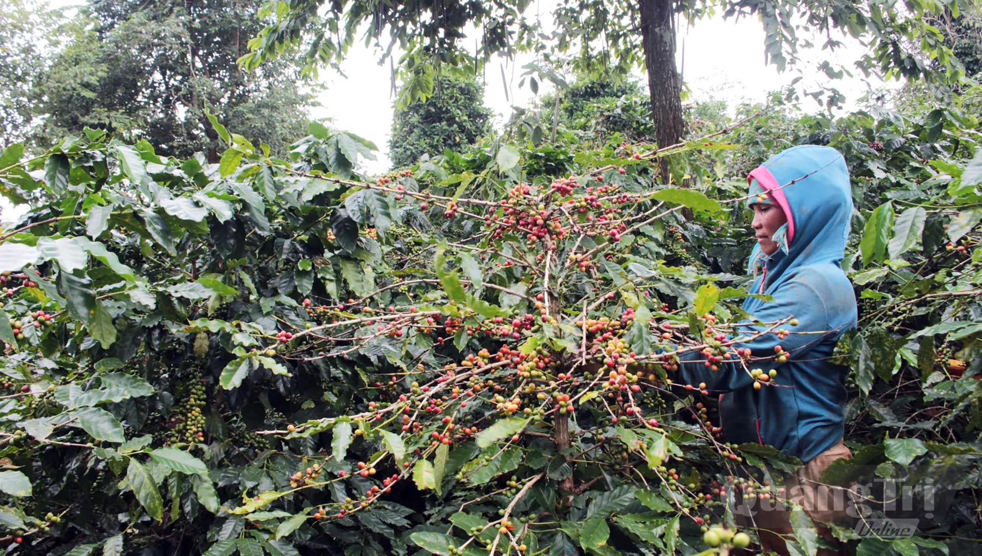 Người dân Khe Sanh thu hoạch cà phê - Ảnh: N.M