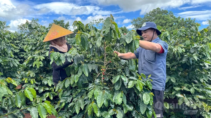 Nâng cao giá trị cà phê Khe Sanh