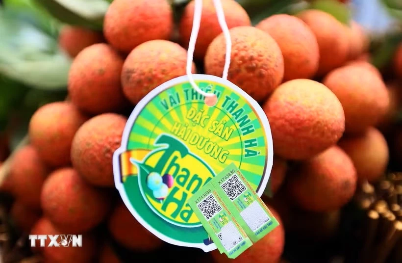 Sản phẩm vải Thanh Hà (Hải Dương) được cấp mã vạch, tem chỉ dẫn địa lý để khách hàng nhận biết. (Ảnh: Quang Quyết/TTXVN)