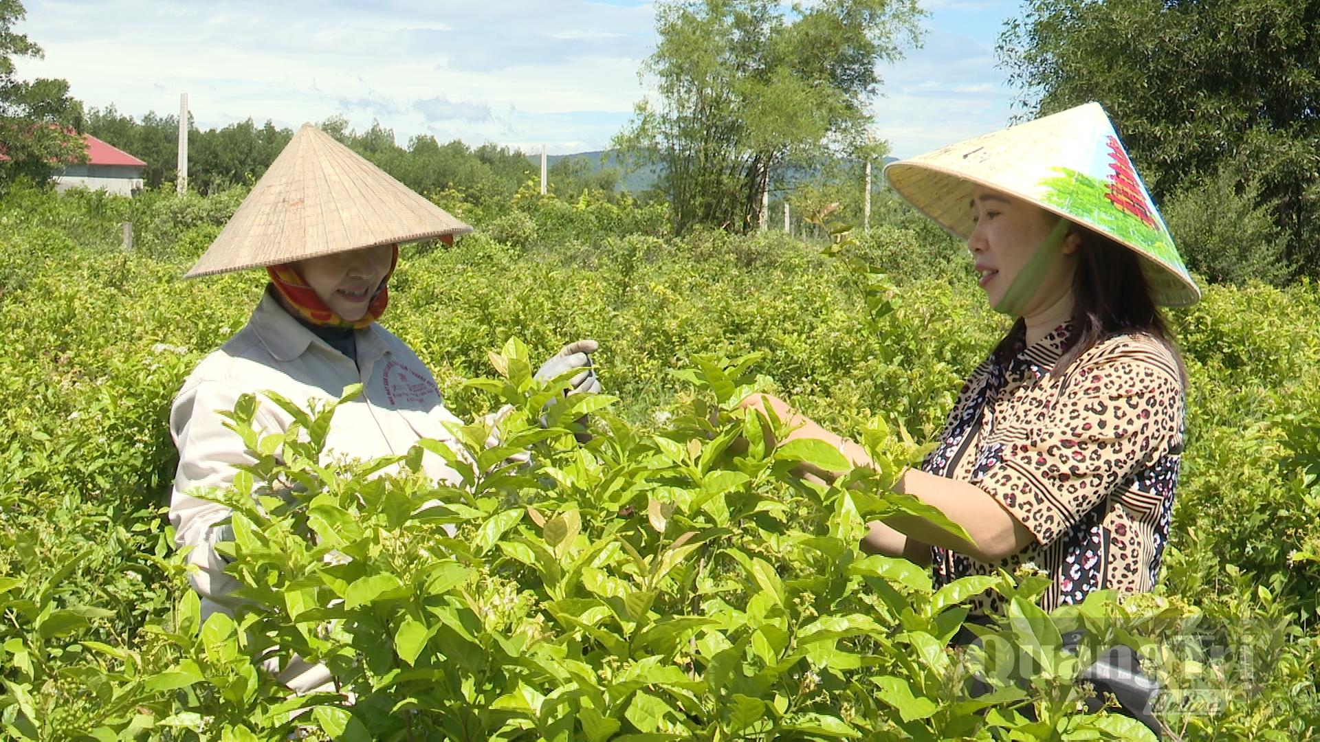 Chị Nguyễn Mai Thủy (bên phải) kiểm tra vườn cây dược liệu - Ảnh: Ngọc Trang