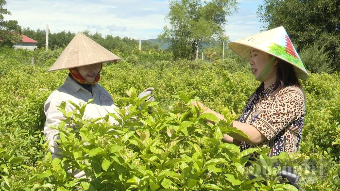 Người phụ nữ đam mê trồng cây dược liệu