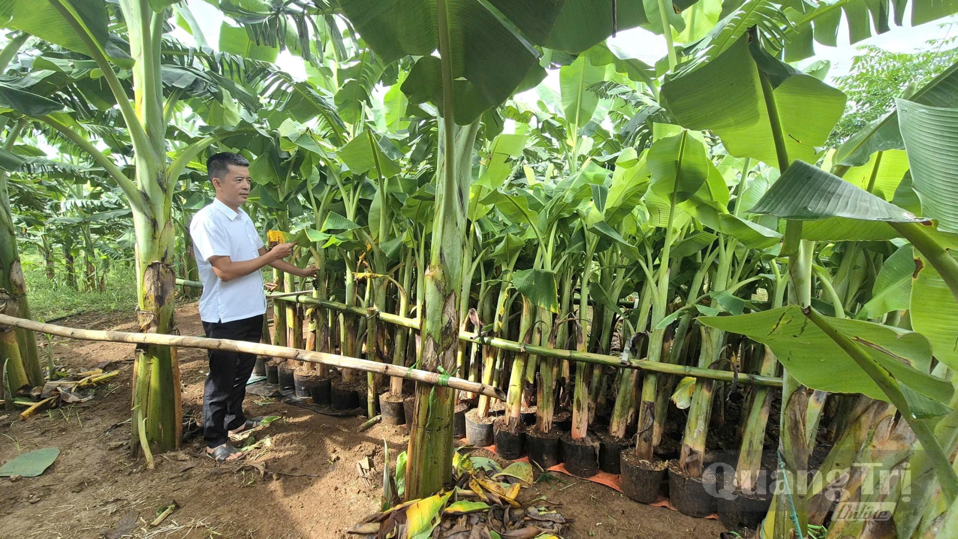 Anh Võ Quang Huy nhân giống và chăm sóc mầm chuối để cung ứng ra thị trường-Ảnh: K.S