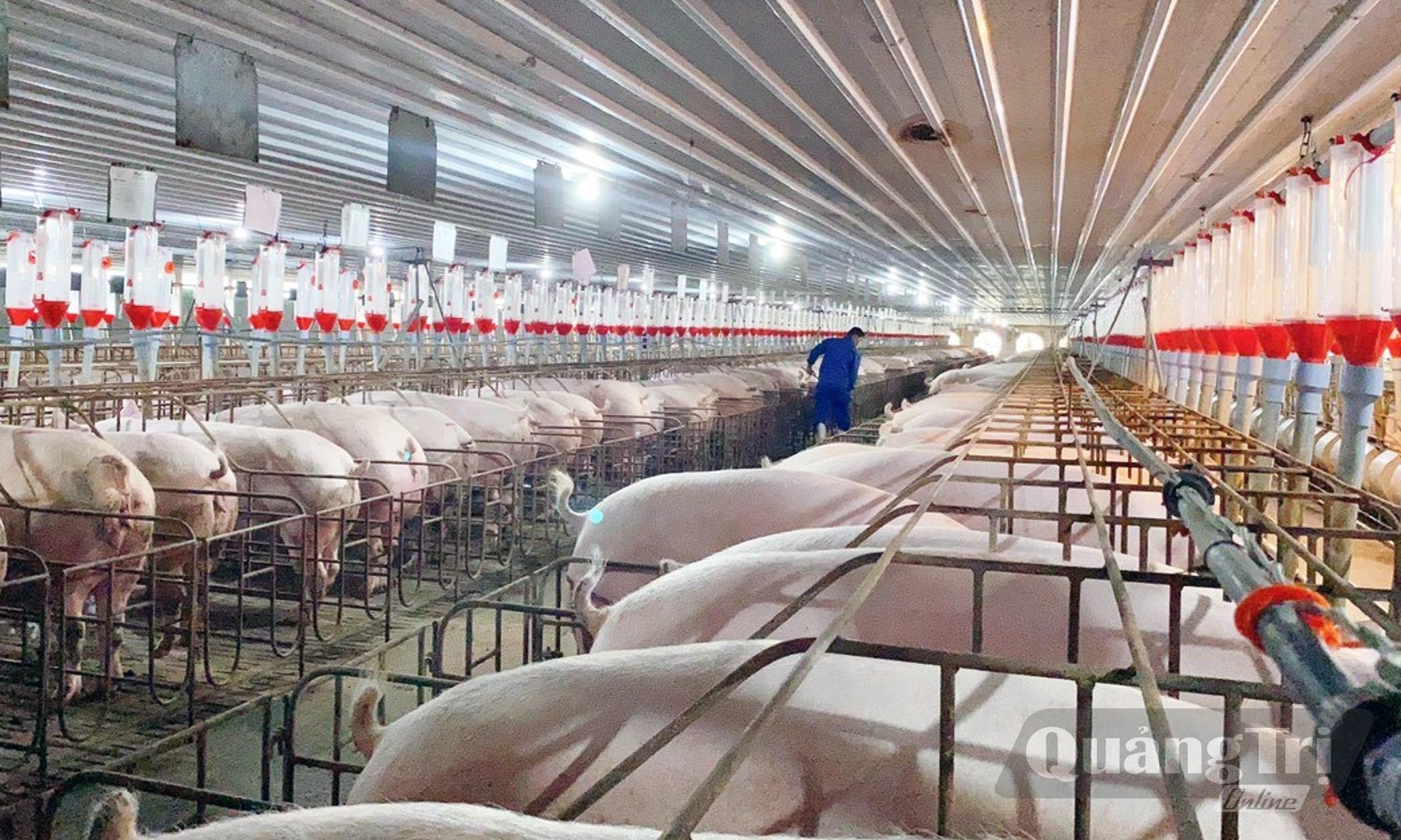 Nhiều trang trại quy mô lớn trên địa bàn tỉnh đã áp dụng quy trình chăn nuôi an toàn sinh học, ứng dụng công nghệ cao trong sản xuất - Ảnh: L.Chi